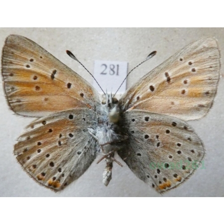 Lycaena candens (Herrich-Schäffer, 1844) male reverse Czerwończyk kandens Czech28l